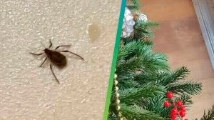 Клещи в новогодних елках: откуда они берутся и как с ними бороться?