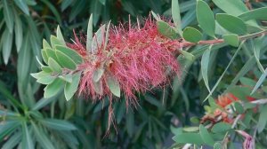 ВИДЕО  ПВН  ББ   (1558)