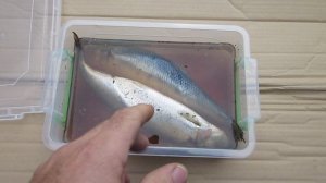 КАК И ПОЧЕМУ Я СОЛЮ СЕЛЁДКУ САМ