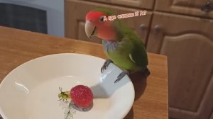 Сладкоежки