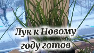 🧅 Отличный лук к Новому году. Главное свой 👌