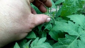 Как вносить кальций в рассаде. Томат, Перец, Баклажан, Зачем Кальциевую селитру - нельзя