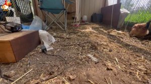 Любовь птицевода к Курочкам 🐥🐔🥚 Нежное видео 🐓 Версия (99)