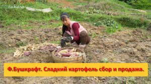 Ферма Бушкрафт в Пханге. Вьетнам.  Сладкий картофель сбор и продажа.