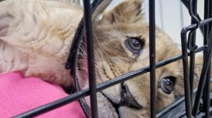 Его трясет от боли и страха: ветеринары забрали у блогера львенка в Москве