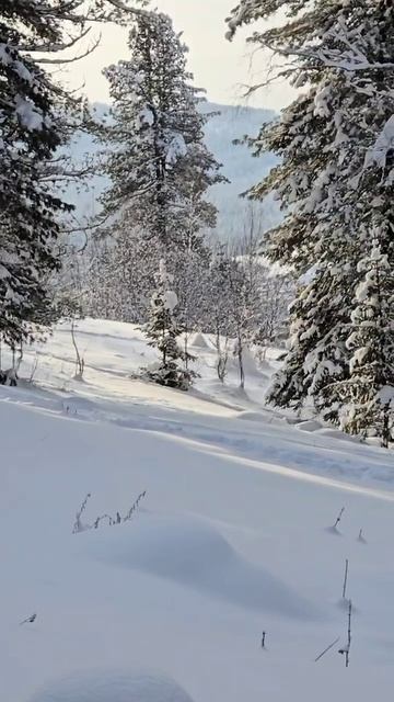 С наступающим Новым годом!29-12-2025