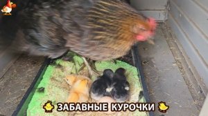 Забавные курочки несушки на сельском подворье 🤗😂😜 (65)