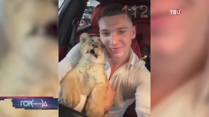 Прокуратура выясняет детали громкого дела о львице в "Москва-сити"