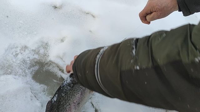 Основной водоём. Форель на блесну. смотреть онлайн