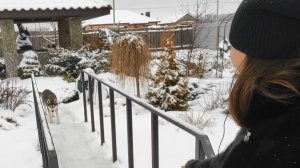 Обзор сада в конце года,28 декабря.