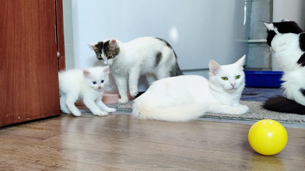 Мама-кошка и её котята. Старшие котята наблюдают за игрой белого котёнка. смотреть онлайн