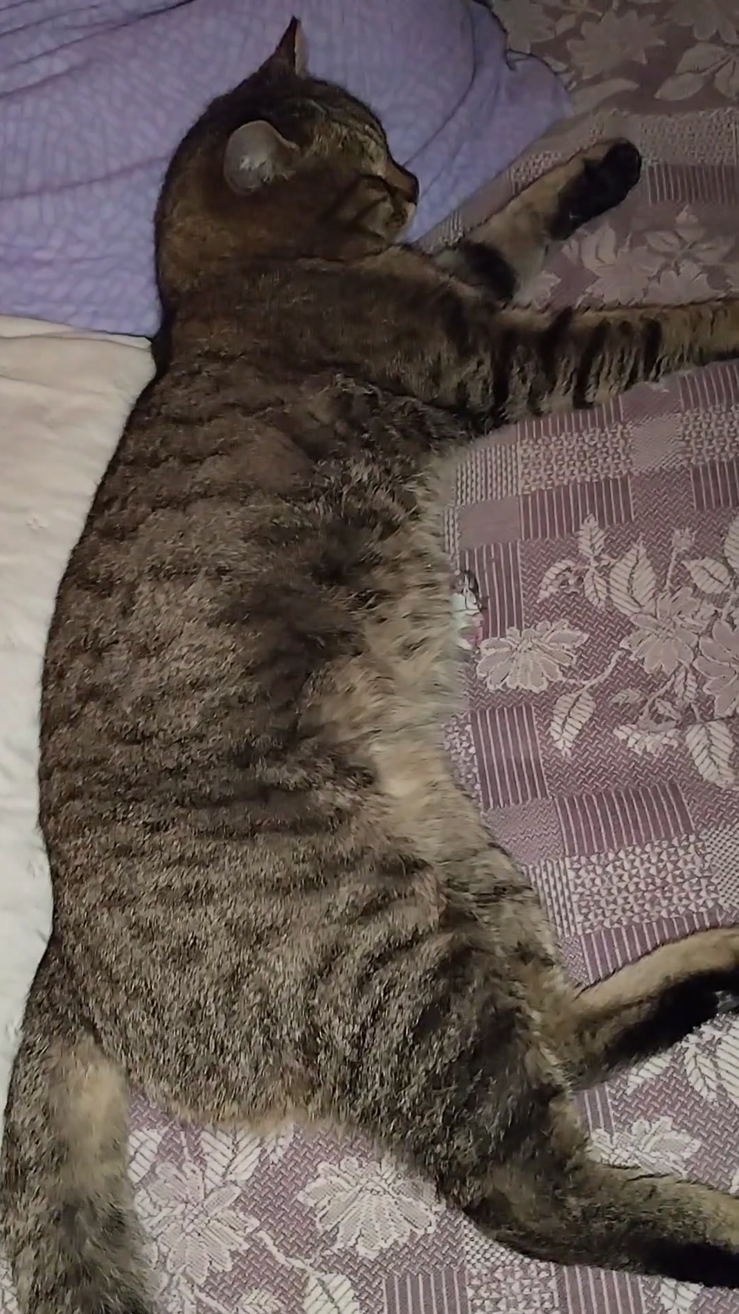 Максик. Мысли.#стэтхэм #веселыекоты #стэтхэмозвучка 29-12-2025