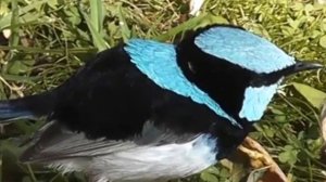 КОМЕДИЯ РОК  Вольная Птица-Удача!))