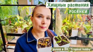 Хищные растения. Пересадка росянок🪴