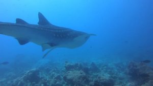 Мальдивы Китовая