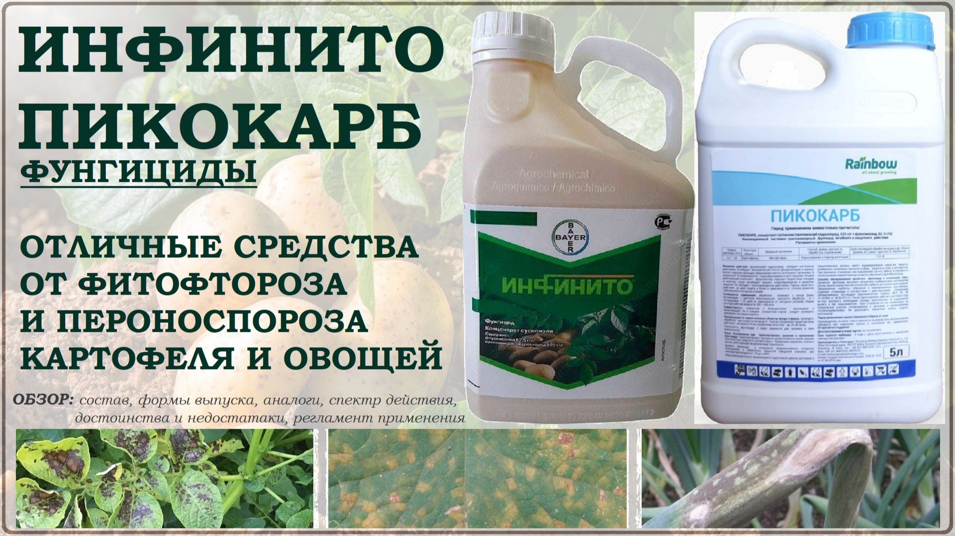 Инфинито и Пикокарб - одни из лучших средств от фитофтороза картофеля и пероноспороза овощей