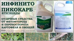 Инфинито и Пикокарб - одни из лучших средств от фитофтороза картофеля и пероноспороза овощей
