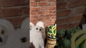 ГАРРИ ПОТТЕР НЬЮ-ЙОРК