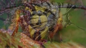 НАСЕКОМЫЕ ! (1)