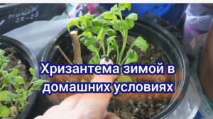 Хризантема зимует дома, главные условия для зимовки. Черенкование хризантемы