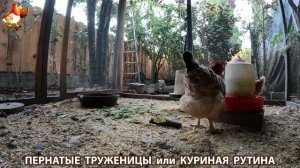Куриная рутина – что делают куры на выгуле 😂 эпизод (99)