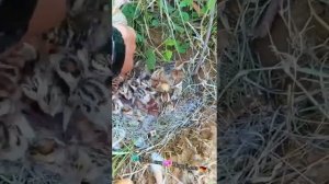 Ой, слонёнок!.. 🤣🤣🤣