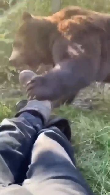 Если медведь наелся, с ним иногда удаётся найти общий язык мирным способом. смотреть онлайн