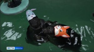 «Бал-маскарад у байкальских нерп». Новогоднее шоу подготовили в Иркутском нерпинарии