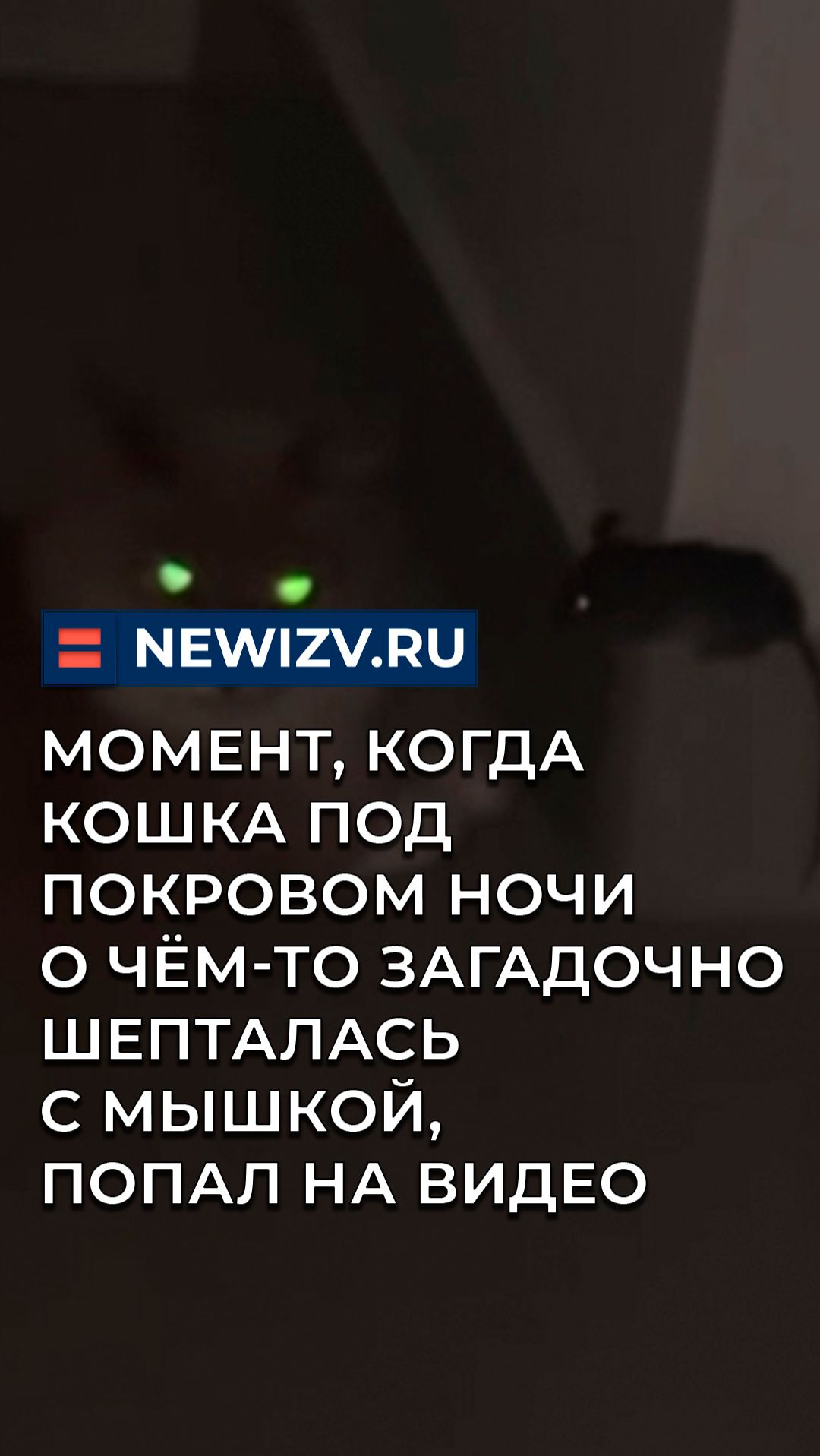 Момент, когда кошка под покровом ночи о чём-то загадочно шепталась с мышкой, попал на видео смотреть онлайн