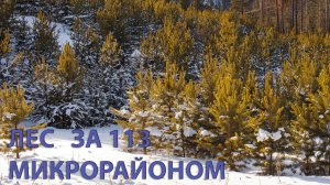 Лес за 113 микрорайоном, Улан-Удэ