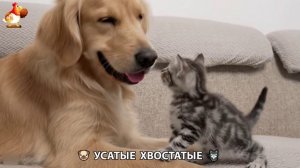 Котята и щенята 🐈🐶 Кошки и собаки 🤗 Милое видео про животных (36)