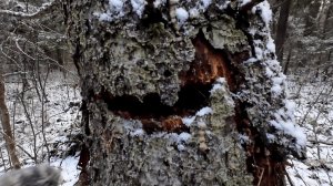 Жесть ! Самый тяжелый поход за рябчиком. Мегаполис в лесу и кто там воет.