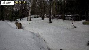 Волк в Алтайском заповеднике