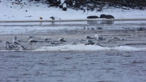 чайки, 29 ноября 2025, Великий Новгород