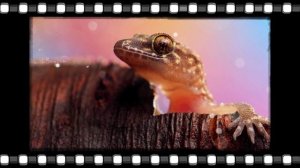 Насекомые, в стране, ЧУДЕС !