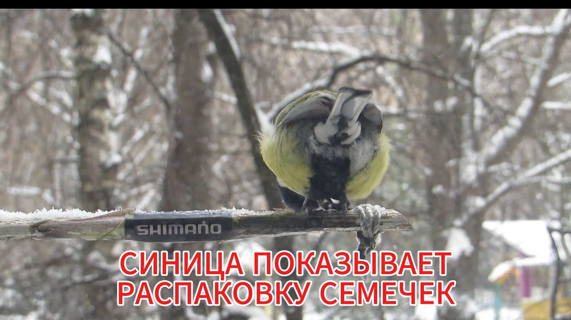 СИНИЦА ПОКАЗЫВАЕТ РАСПАКОВКУ СЕМЕЧЕК смотреть онлайн