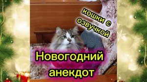 Новогодний анекдот. Кошки с озвучкой.