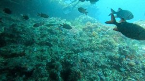 Комодо Пещерка