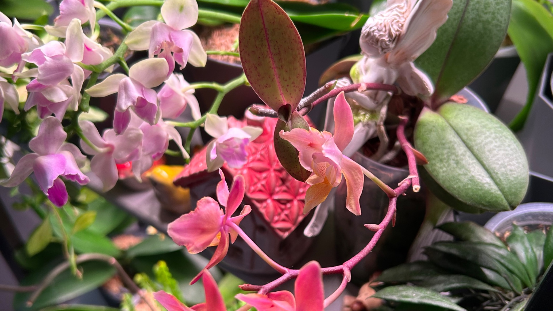 Зимнее ЦВЕТЕНИЕ ОрХиДеЙ 😍 #цветениеорхидей смотреть онлайн