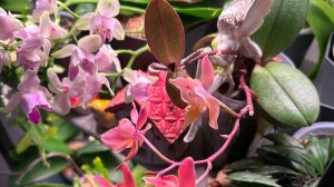 Зимнее ЦВЕТЕНИЕ ОрХиДеЙ 😍 #цветениеорхидей