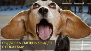 Безумно Забавные Собаки, Которые Заставят Вас Смеяться Без Остановки