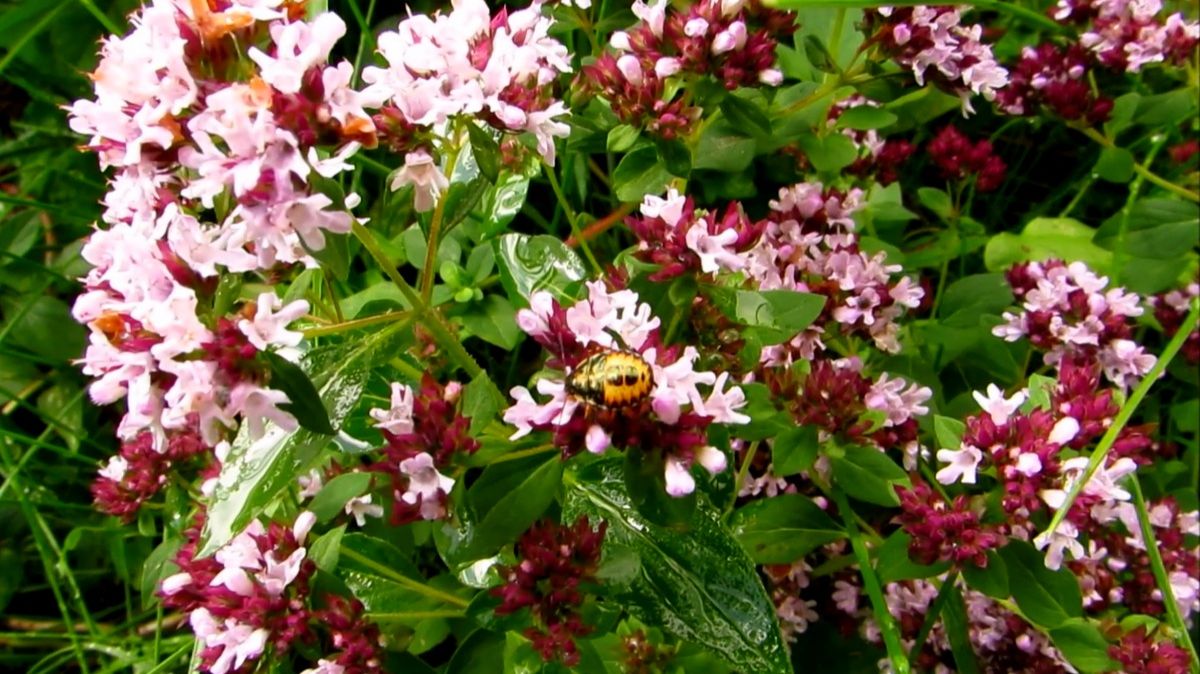 Душица или орегано смотреть онлайн