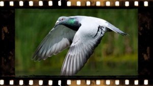 Самые, сообразительные животные !