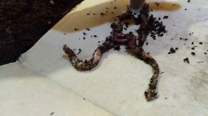 Шведская четвёрка)))