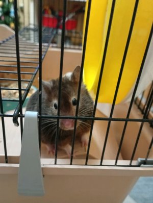 отчет моих успехов на укулеле за 1 день