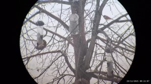 Кормушка для птиц 29.12.2025