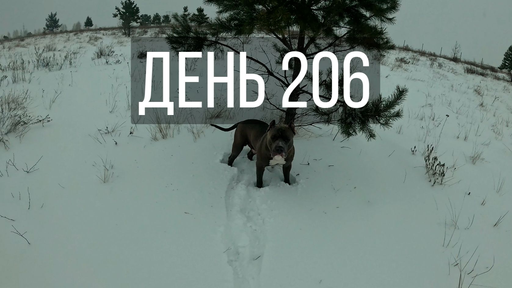 День 206