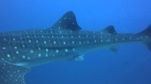 Мальдивы китовая