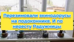 Перезимовали эхинодорусы на подоконнике. И по нересту Радужницы