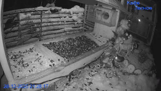 🔴 24 LIVE Кормушка смотреть онлайн